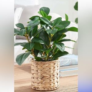 Better Homes & Gardens 13" Artificial Peperomia Plant in Wicker Basket